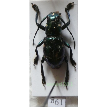 Aprophata eximia (Newman, 1842) Philippines19g